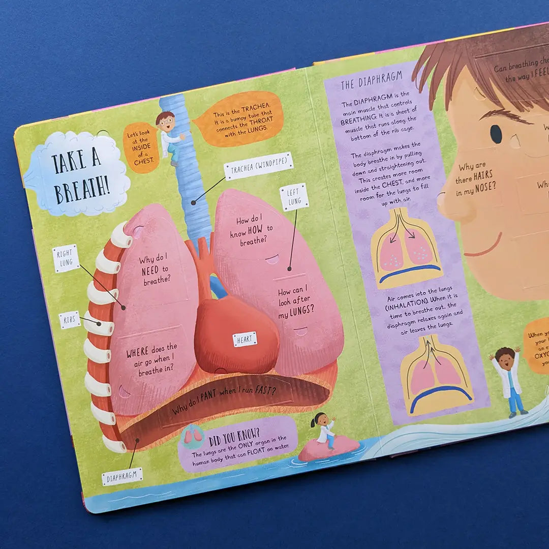 Large Question and Answer Flap Book - Human Body